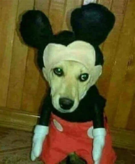 Cursed Images Creepy Costumes Edition 👻 Doge Much Wow