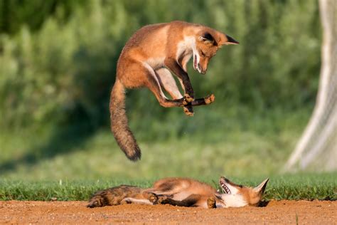 Melden sie sich jetzt bei glassdoor an, um über neue jobs bei fox brothers company benachrichtigt zu werden! Adorable fox cub frolics with brother - Caters News Agency