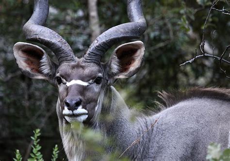 Animals Kudu Africa Horns Mammals South Africa Nature Safari