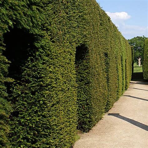 Yew Hedging Plant Taxus Baccata