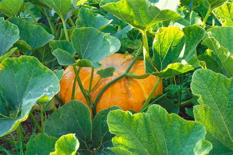 Pumpkins And Squashes Grow Guide
