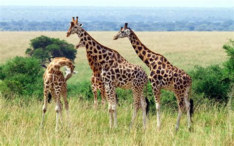 Animal Giraffe African Mammals Eats Wattles Gestation Period Northern Giraffe 15 Months Weight