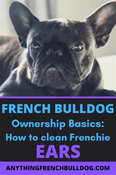 French Bulldog Ownership Basics: How to clean Frenchie Ears | Anything ...