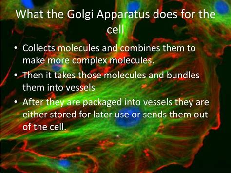 Let's talk about some organelles that both plant and animal cells share by starting from the center and working our way out. PPT - The Golgi Apparatus PowerPoint Presentation, free ...