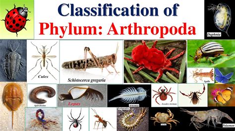 Arthropoda Classification Classification Of Arthropoda