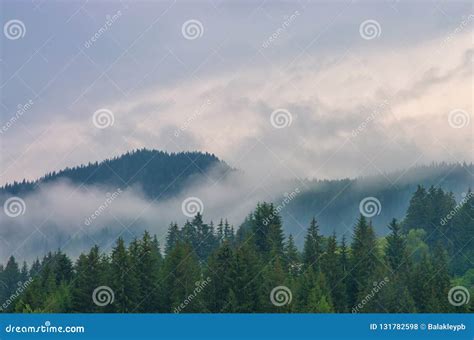 Fog In The Forest Of Pine Trees In The Mountains Stock Photo Image Of