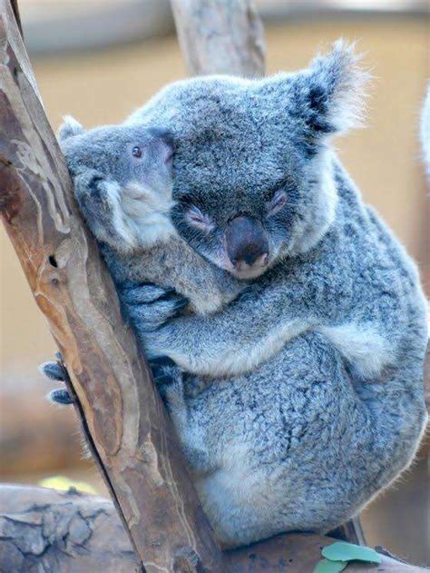 Koala Hugs Super Cute Animals Baby Animals Cute Animals
