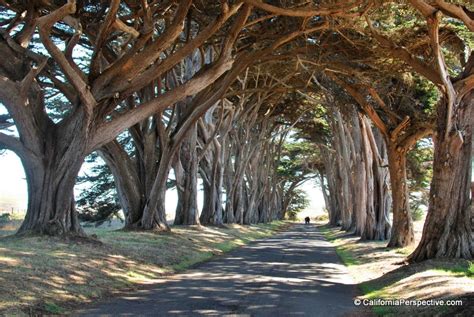 Cypress Tree Tunnel California ⋆ Explore California With
