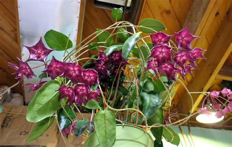 Where did i get the hoya macgillivrayi plant? Hoya macgillivrayi In All of Its Blooming Spendor - Happy ...