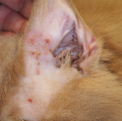 Top 97 Pictures Pictures Of Rashes From Cats Updated