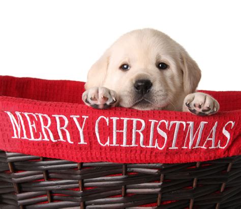 4 Things To Do Right Away With Your Christmas Puppy Robin Bennett
