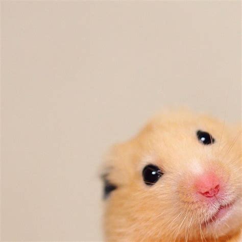 Tumblrgirl Cute Hamsters Funny Hamsters Cute Animals