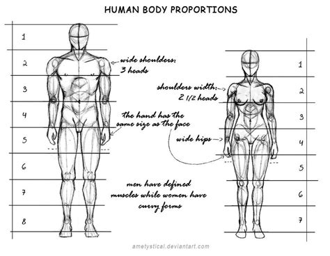 Human Body Proportions Male And Female By Ametystical D Pik Human