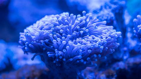 Blue Sea Anemone · Free Stock Photo