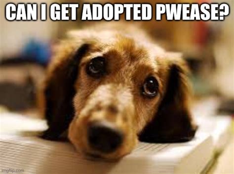 I Want To Be Adopted Imgflip
