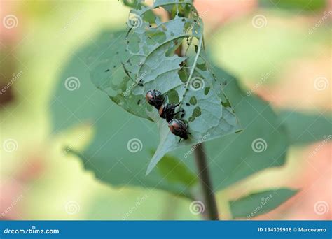 Popilia Japonica Plant Pest Stock Photo Image Of Damage Beetle