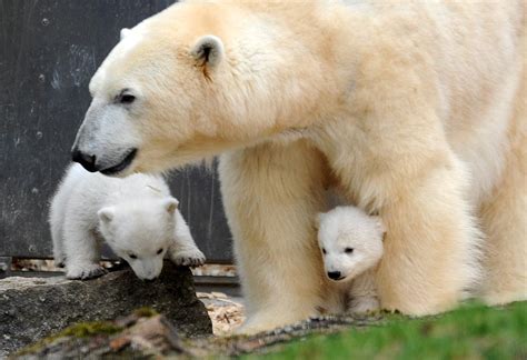Baby Polar Bears In Munich Photos Baby Polar Bears Make Their