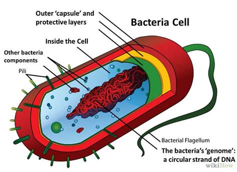 Check spelling or type a new query. Pin on 06 Small to microscopic