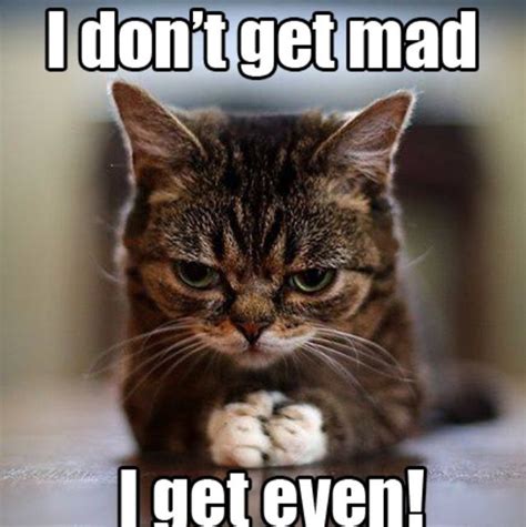 How Very True Some Get Mad And Even Funny Cat Pictures