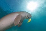 Welche Tiere leben im Pazifischen Ozean? - WorldAtlas