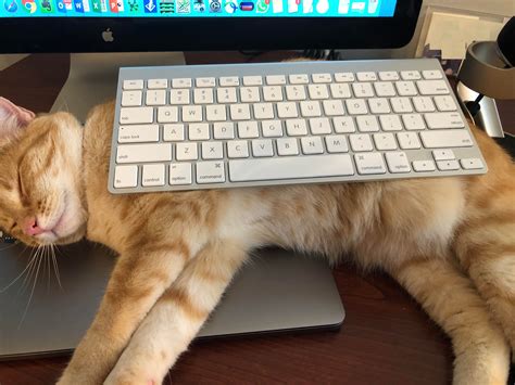 Cat Keyboard Is An Up Grade Stuffoncats
