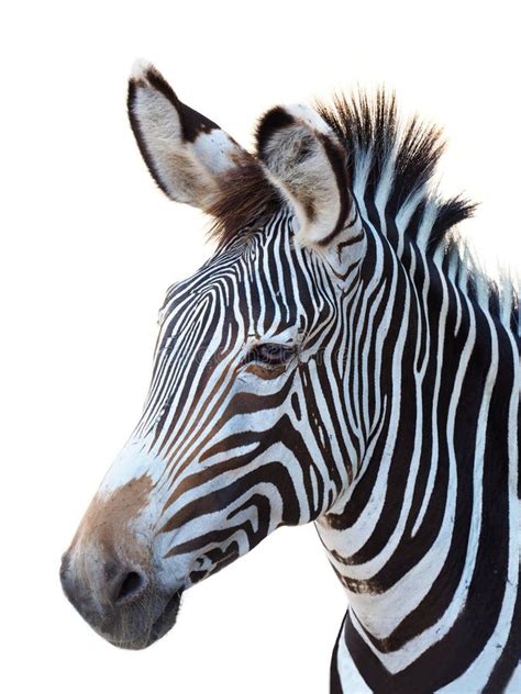 Zebra Portrait Isolated Stock Photo Image Of Background 16714552