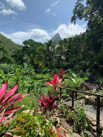 Project Chocolat From Hotel Chocolat Soufriere Tripadvisor