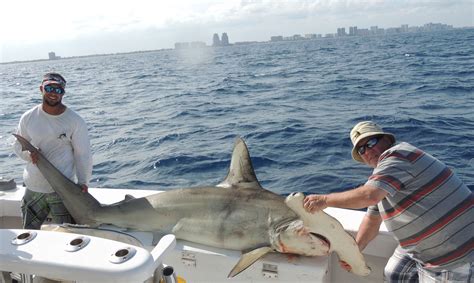 Fort Lauderdale Shark Fishing Fishing Headquarters