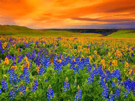 Meadow At Sunrise Hd Desktop Wallpaper Widescreen High Definition