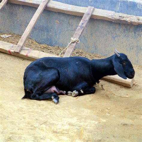 Goat Khasi Photography In Bangladesh Masterbundles