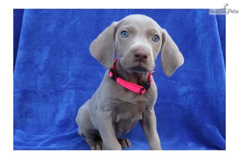 Weimaraner Puppy For Sale Near Akron Canton Ohio 05189c9f 91d1