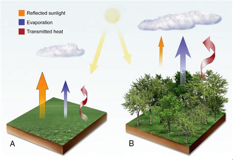 Terrestrial Ecosystems And Climate Policy
