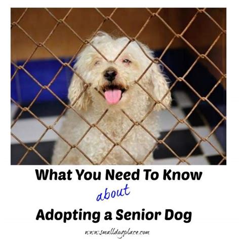 Adopting A Senior Dog Lessons Learned From A Seasoned Adopter