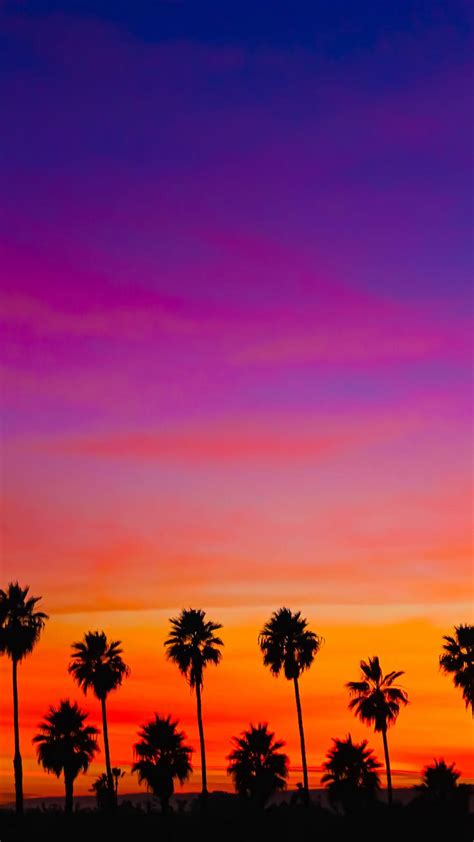Palm Trees Orange Pink Sky Sunset