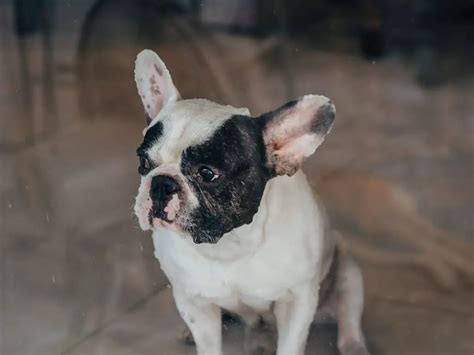 Why Does My French Bulldog Have Bumps And Lumps