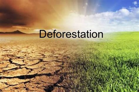 Be Aware Of The Impact Of Deforestation On Earth And Its Surroundings