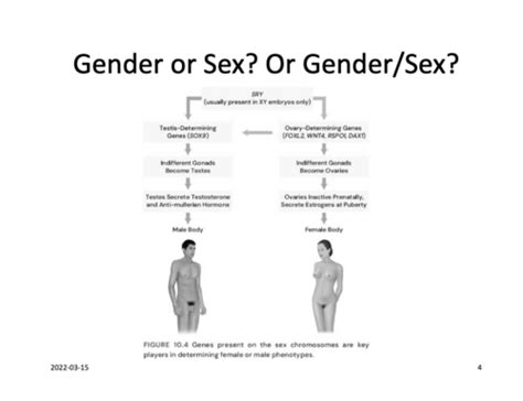 Psychology 3533 Chapter 10 Gender Flashcards Quizlet