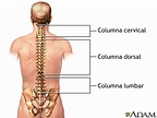 CERVICALGIA, DORSALGIA, LUMBALGIA - Centro de Acupuntura en Sabadell ...