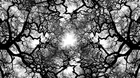 Black And White Tree Wallpapers Top Free Black And White Tree