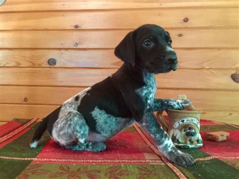 The german shorthaired pointer puppies is a human family oriented and hunter dog. Male German Shorthaired Pointer Puppies available in Minneapolis, Minnesota - Puppies for Sale ...