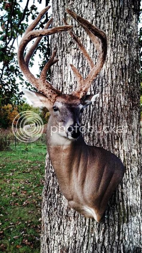 Help Pick A Pose For My First Whitetail Mount Im Thinking About The