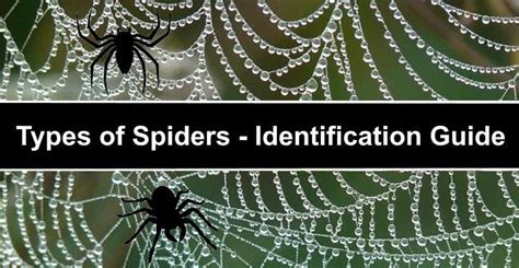 35 Types Of Spiders With Identification Guide Pictures Names Charts
