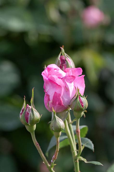 The term is also used to refer to the flower of this shrub. Rosa 'Mary Rose' - Wikimedia Commons