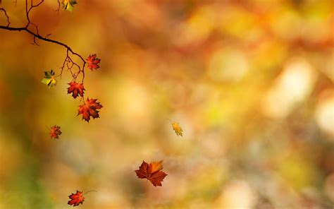 Leaves Branches Autumn Wallpaper 2560x1600