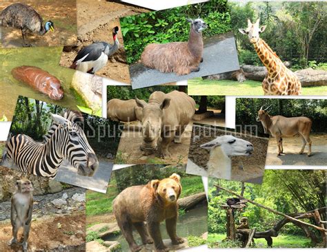 Spusht: Taman Safari, Indonesia