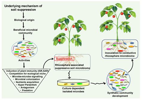 Biology Free Full Text Plant Microbiome Engineering Hopes Or Hypes
