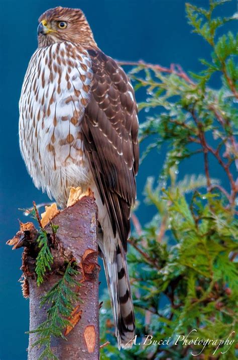 Juvenile Coopers Hawk By A Bucci Pretty Birds Beautiful Birds
