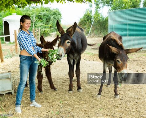 Female Breeder Feeding Donkeys Stock Photo Download Image Now