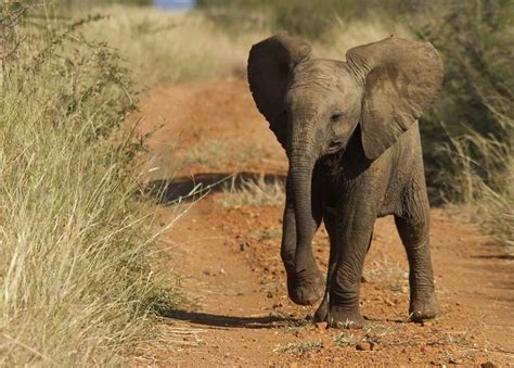 Discover The Cutest Animals In Africa In Pictures And Videos