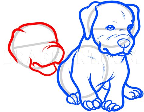 How To Draw Baby Pitbulls Baby Pitbulls Step By Step Drawing Guide